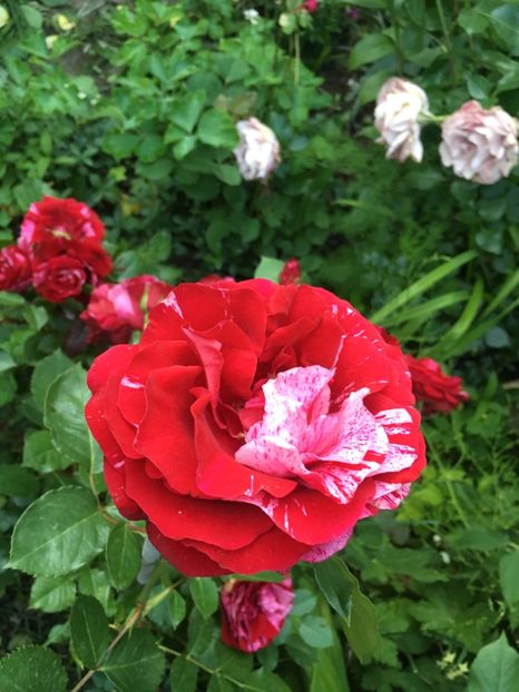 438CE9A6-F938-4AE4-BD94-80EBBBE673A3 - Trandafiri 2019