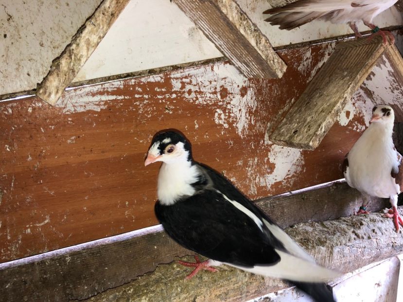  - 02 de prin volieră