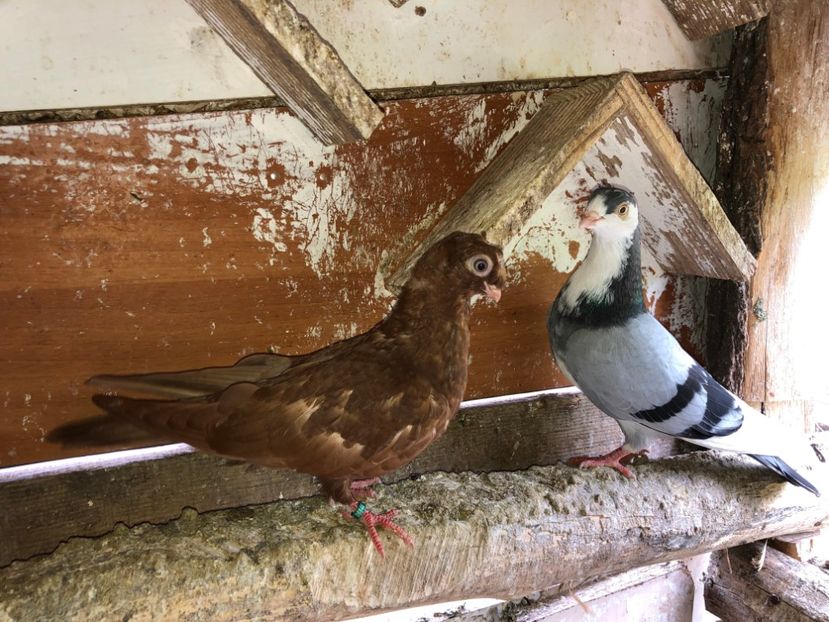  - 02 de prin volieră