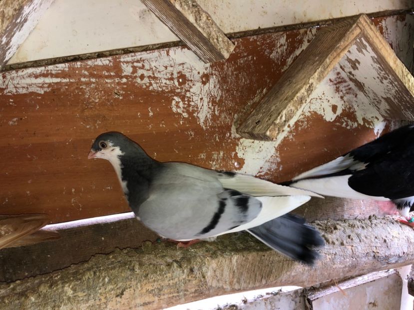  - 02 de prin volieră