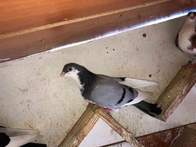  - 02 de prin volieră