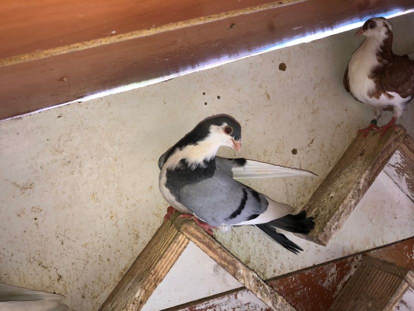  - 02 de prin volieră