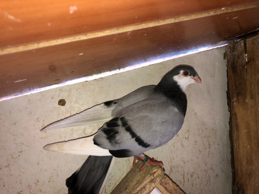  - 02 de prin volieră