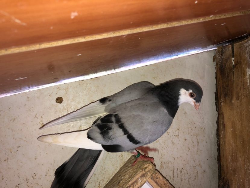  - 02 de prin volieră