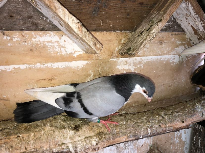  - 02 de prin volieră