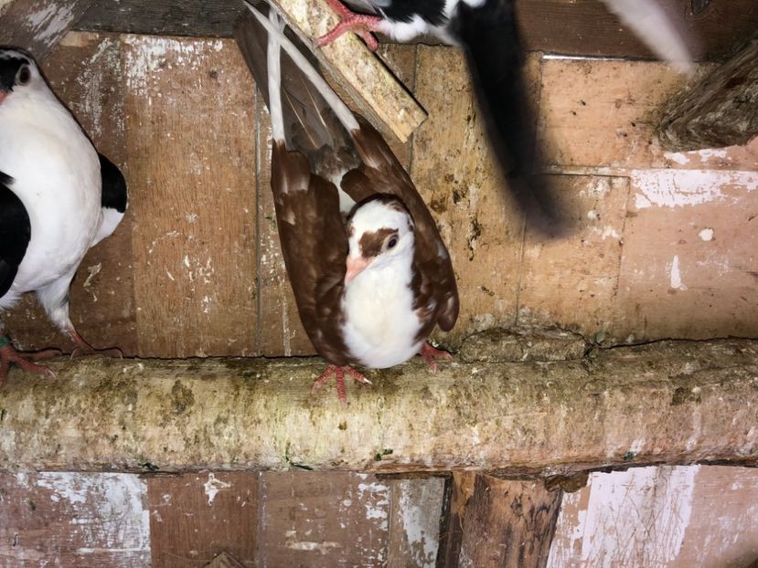  - 02 de prin volieră