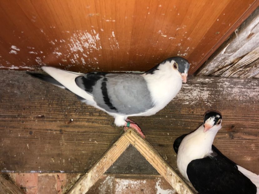  - 02 de prin volieră