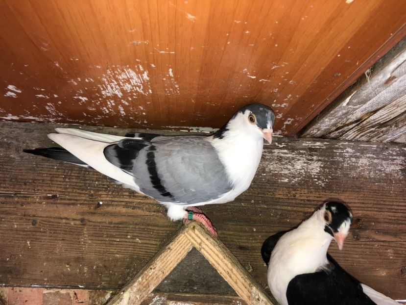  - 02 de prin volieră