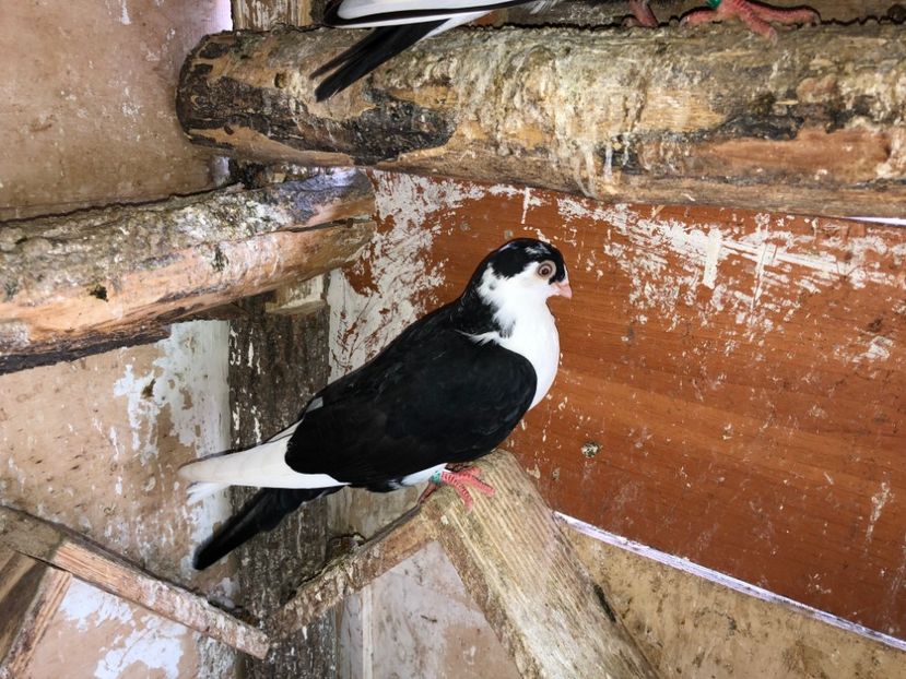  - 02 de prin volieră