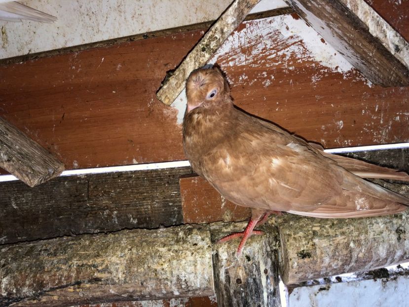  - 02 de prin volieră