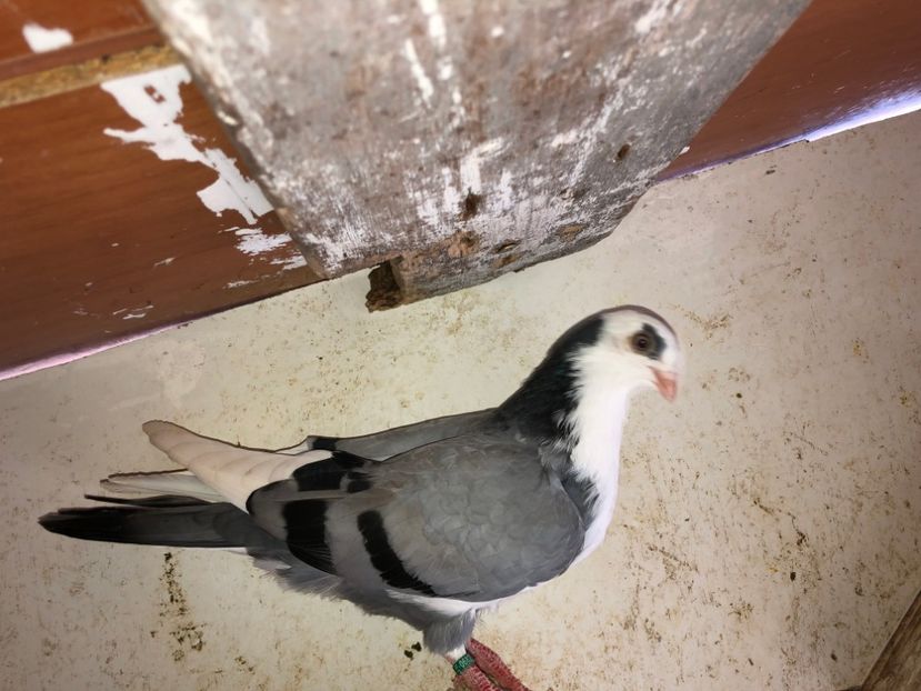  - 02 de prin volieră