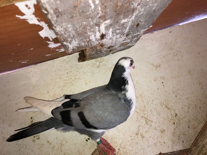  - 02 de prin volieră