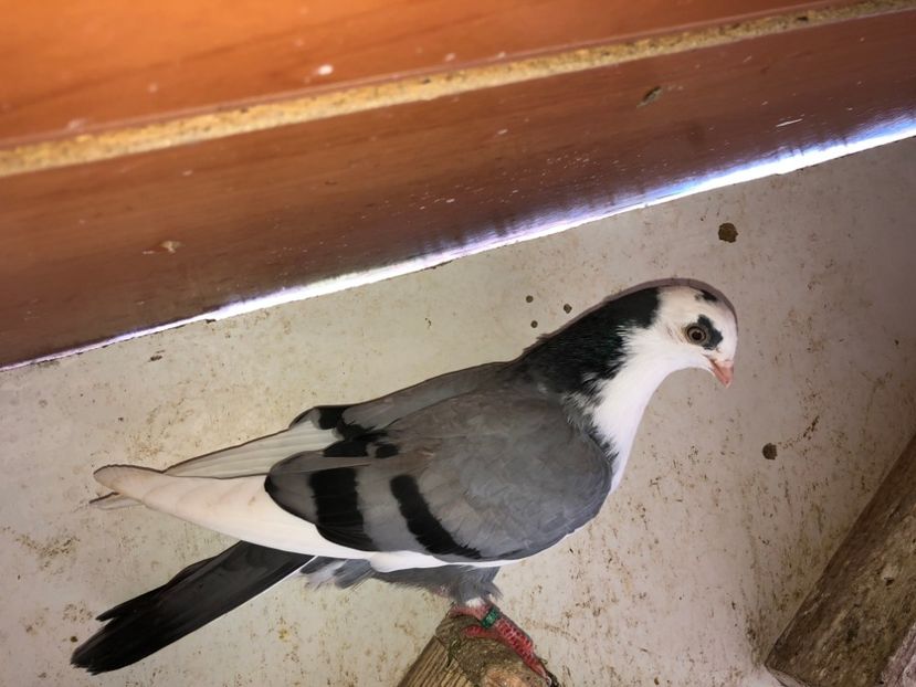  - 02 de prin volieră