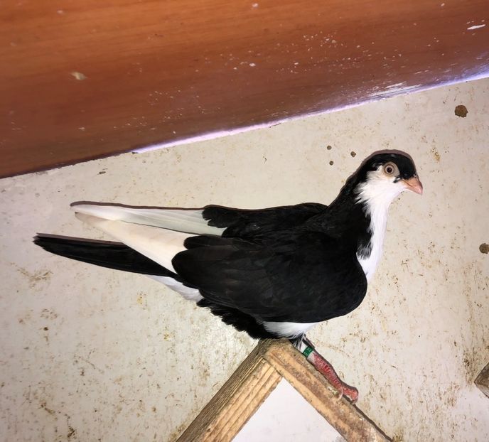  - 02 de prin volieră