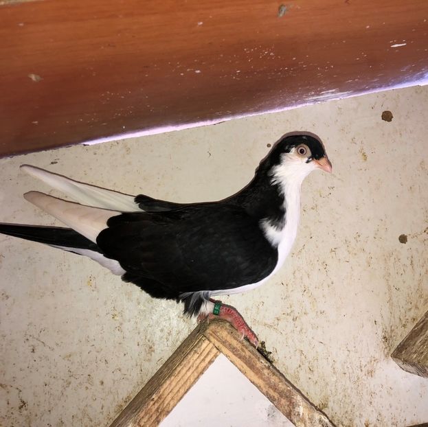  - 02 de prin volieră