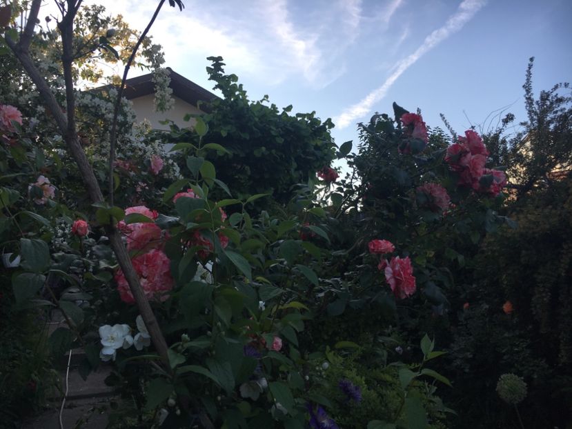 D4C750C4-8500-4DBC-BC56-333D2213F406 - Mai 2019