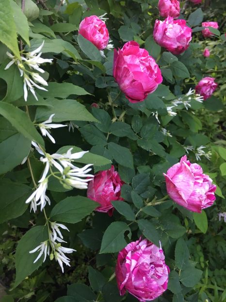 63FF7B4C-8F5E-4403-95F9-BB22D6E1EBBB - Mai 2019