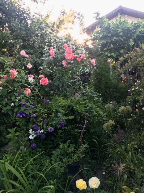 5B767B22-1FBF-4171-AFBA-147ECE94D956 - Mai 2019