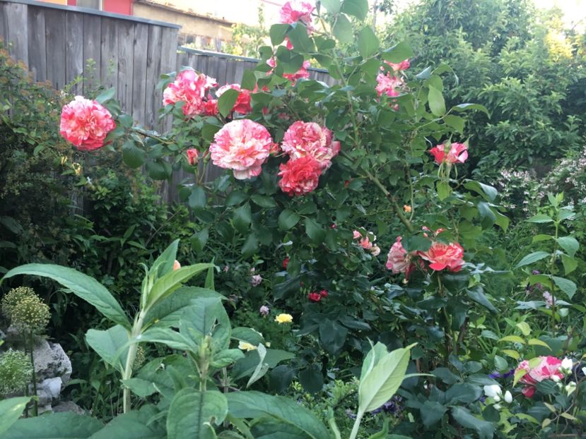 E1AE2A89-1E31-474C-A0F6-C549F2C0C617 - Mai 2019