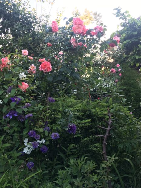EA0B3CF6-46FD-445C-8AF3-CF0A5EBA9645 - Clematite 2019