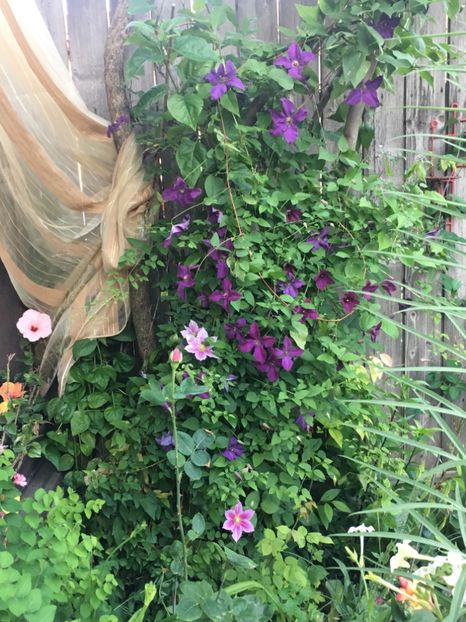 4615B6CA-BD02-42F3-907D-8D2620E3B11C - Clematite 2019