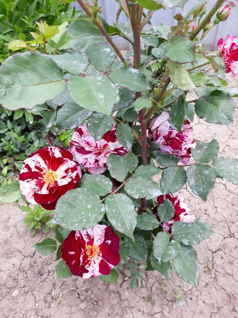  - Rose 2019