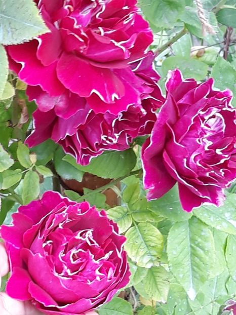  - Rose 2019