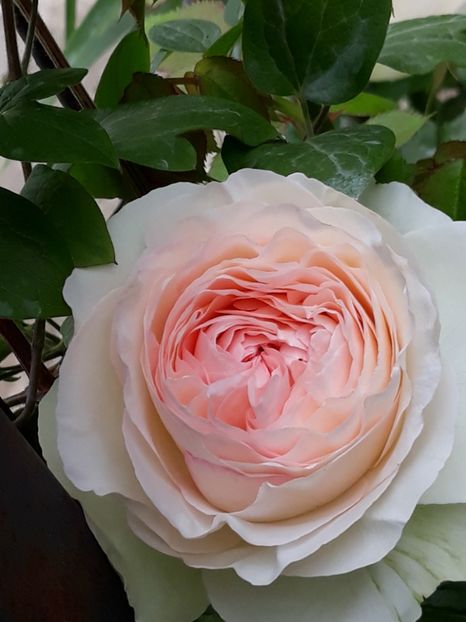  - Rose 2019
