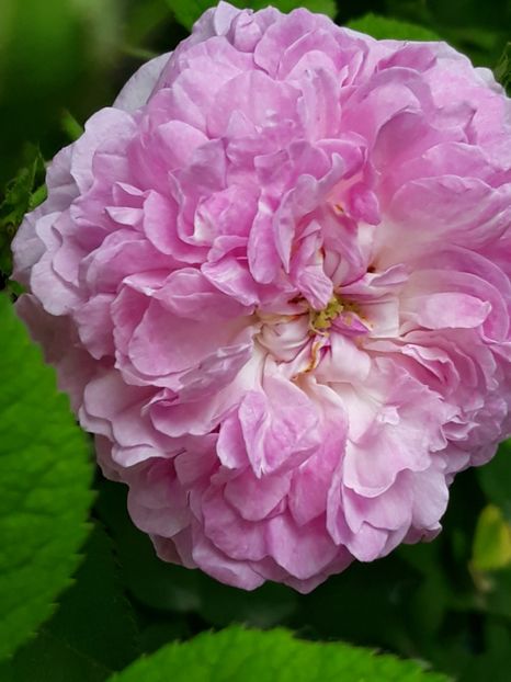  - Rose 2019