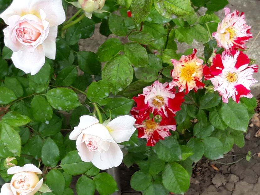  - Rose 2019