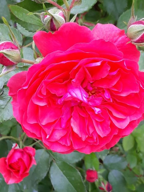  - Rose 2019