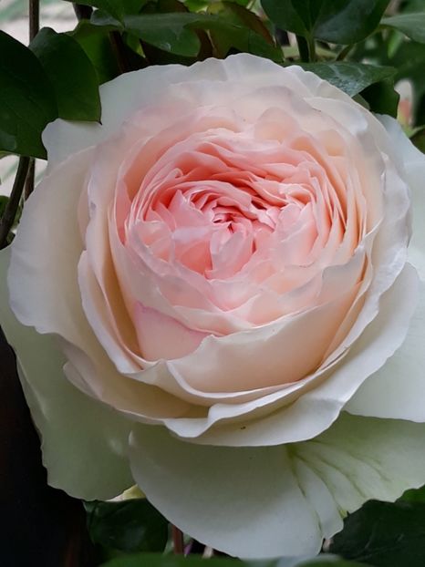 - Rose 2019