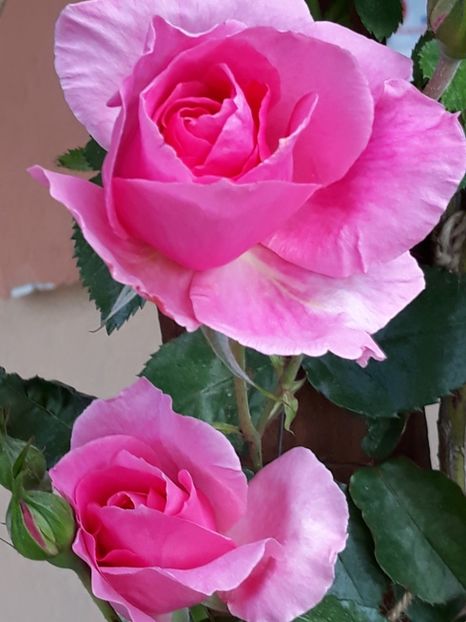  - Rose 2019