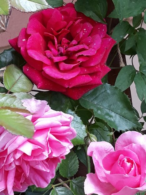  - Rose 2019
