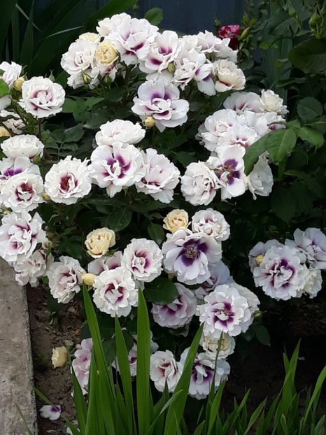  - Rose 2019