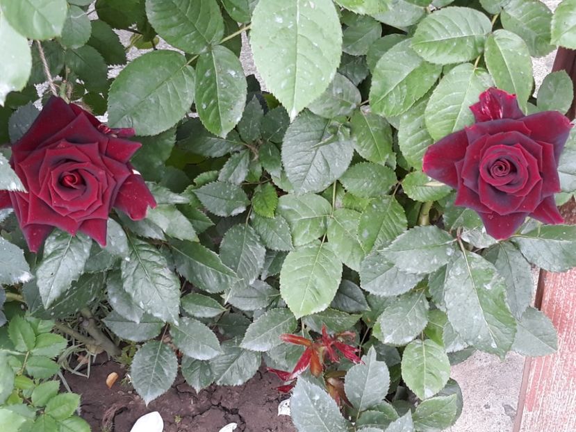  - Rose 2019