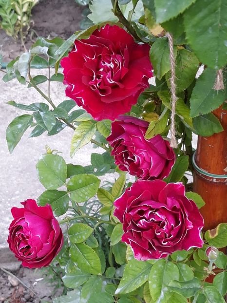  - Rose 2019