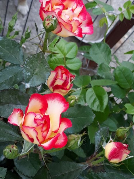  - Rose 2019