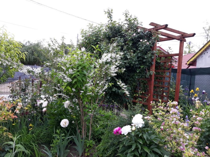 - Gradina mea 2019