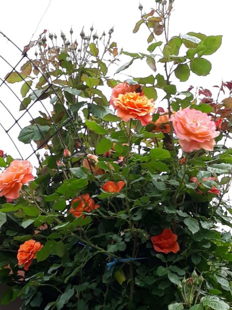  - Gradina mea 2019
