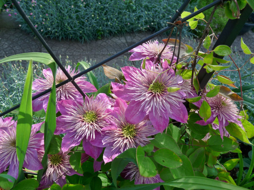  - Clematis