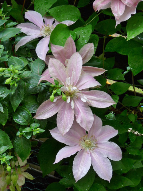  - Clematis