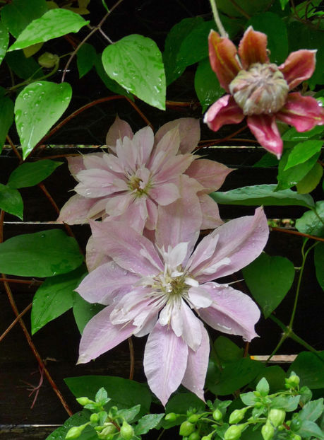  - Clematis