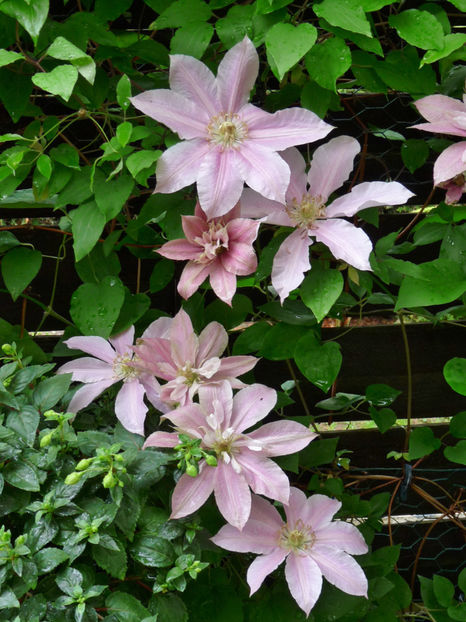  - Clematis