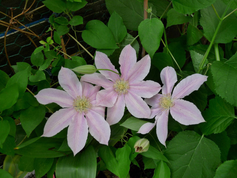  - Clematis