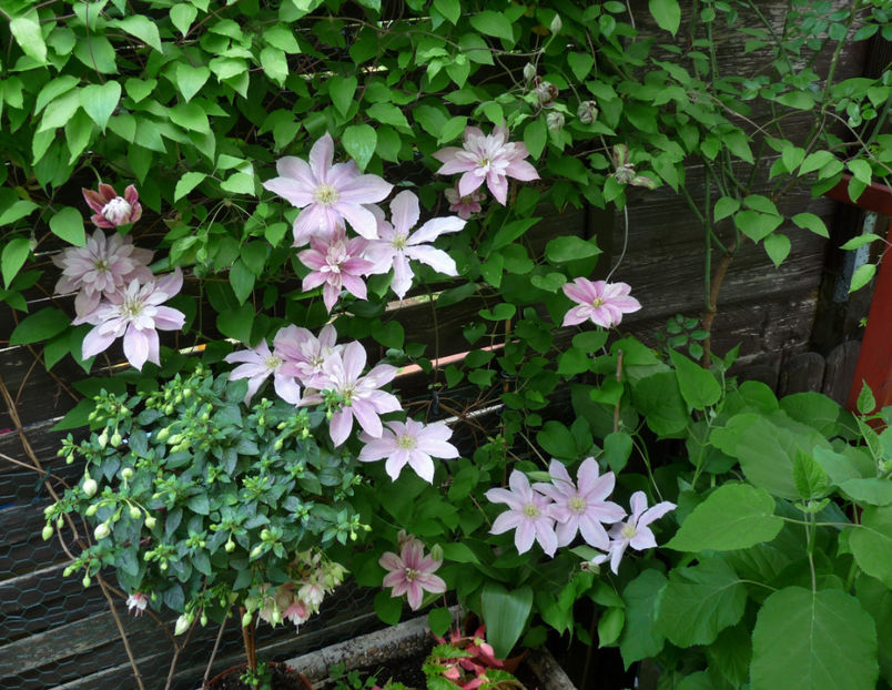  - Clematis