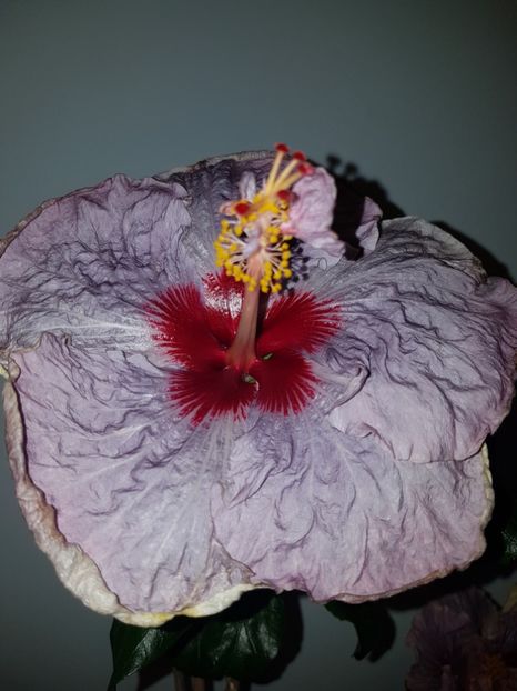  - HIBISCUS 2019