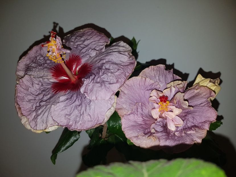  - HIBISCUS 2019