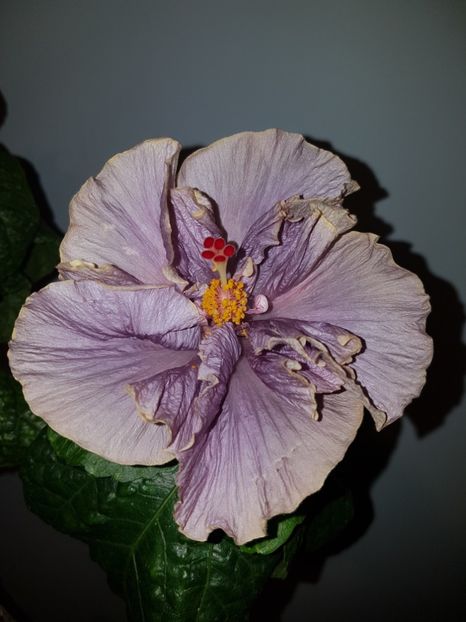  - HIBISCUS 2019