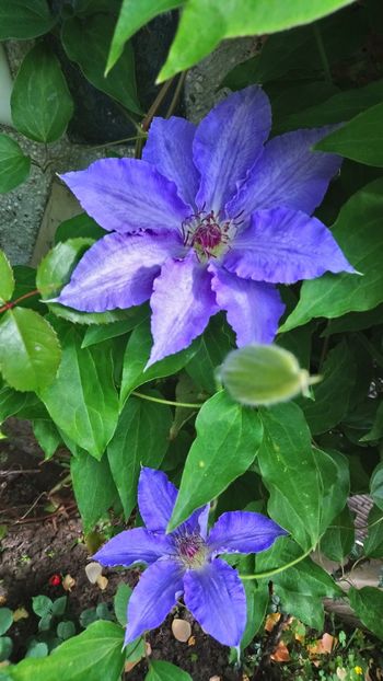Laura - Clematite